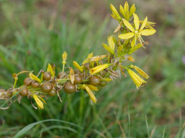 <h3>Asphodeline&nbsp;lutea / Yellow&nbsp;asphodel / Gele&nbsp;affodil</h3>OM-1 Mark II met OLYMPUS M.150-400mm F4.5, 1/2000 sec  bij F4.5, ISO 1000, afstand 2.2&nbsp;m